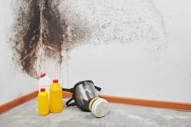 Best Health and Safety Mold Remediation in Sully Square, VA