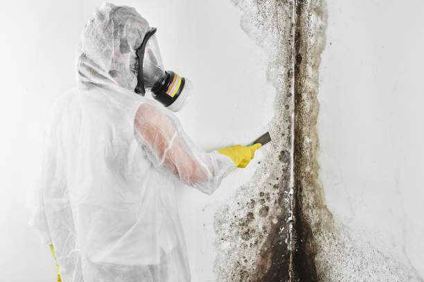 Best Industrial Mold Remediation in Sully Square, VA
