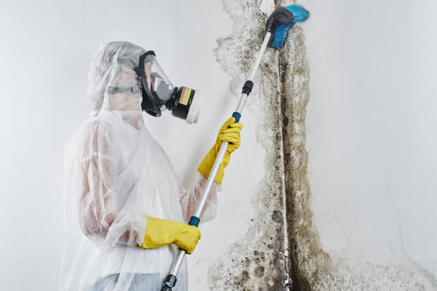Best Health and Safety Mold Remediation in Sully Square, VA