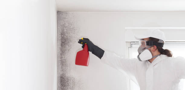 Best Emergency Mold Remediation in Sully Square, VA