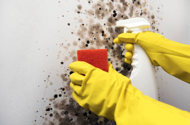 Best Residential Mold Remediation in Sully Square, VA