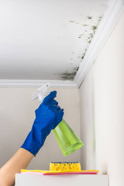 Best HVAC Mold Remediation in Sully Square, VA