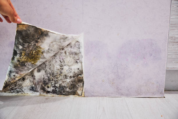 Best Health and Safety Mold Remediation in Sully Square, VA